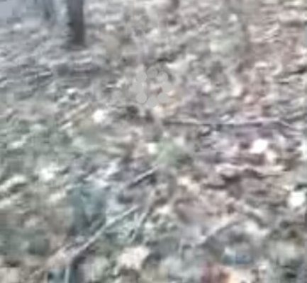 Deer Hunter Scared Stiff by Pretending Deer -Video – EzKool