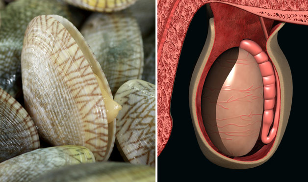 04-Clams-TesticlesFoods-That-Look-Like-Body-Parts-1