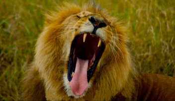 Kariba Couple Attacked by Lion While Having Sex In The Bush