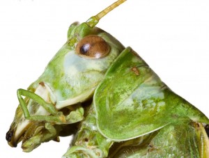 locust head