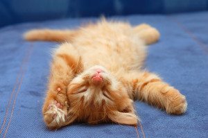 bigstock-kitten-sleeps-on-the-back-like-27258989