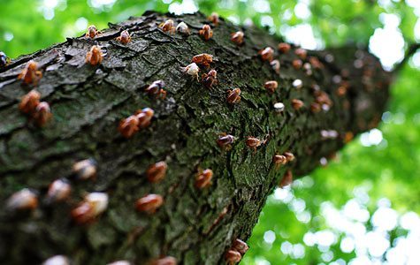 cicada-tree
