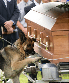Police Dog Pays Respect To His Fallen Partner