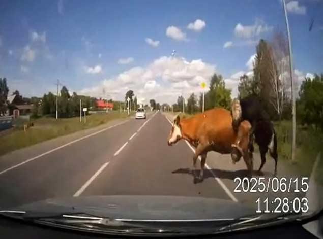 Cows Having Sex Get Hit By Car – Video