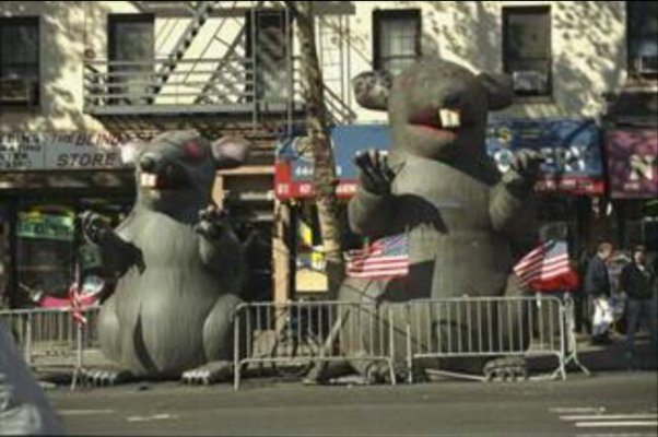 Giant Rat Outside of Anthony Weiner’s Apartment