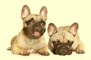 two-french-bulldog-puppy-yello