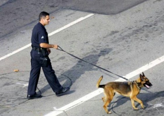 Police Dogs in Los Angeles Accused of Racism