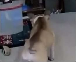 Big Bad Dog gets Bullied by Little Kitty Cat – Video