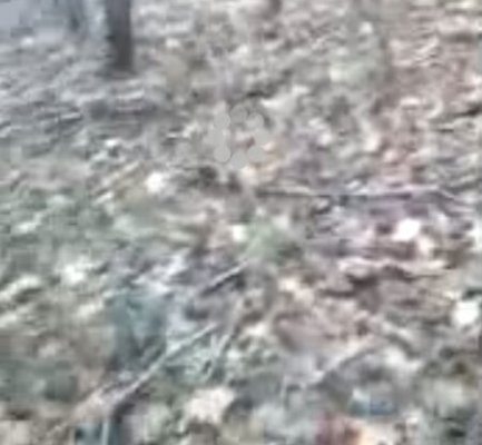 Deer Hunter Scared Stiff by Pretending Deer -Video
