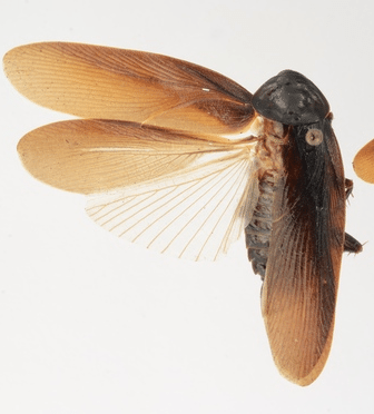 Let’s Give A Warm Welcome To NYC’s New Winter-Proof Cockroach