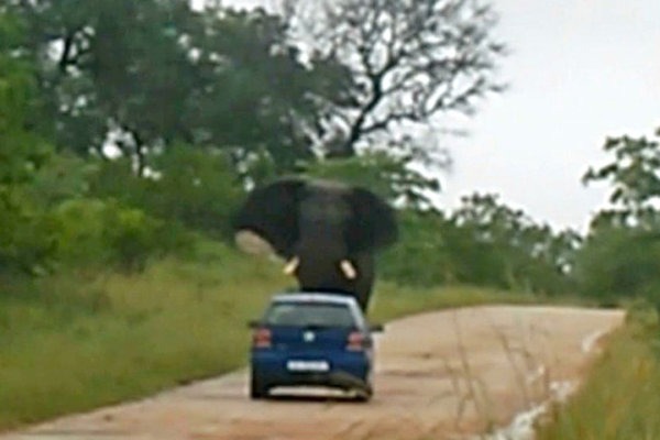 Shocking Video – The Elephant vs The Volkswagon