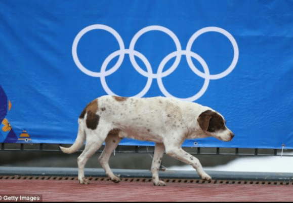 Russia Killing Stray Dogs Before Olympics Begin – Calls Them “Biological Trash”