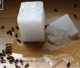 13 natural remedies for the ant invasion