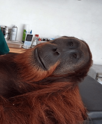 Drowsy orangutan shot by poachers has his wounds tended to on extended operating table in Sumatra