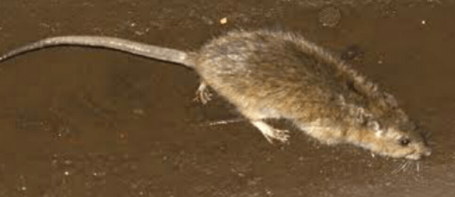 Rat Terrorism – New Yorkers Running For Their Lives – Video
