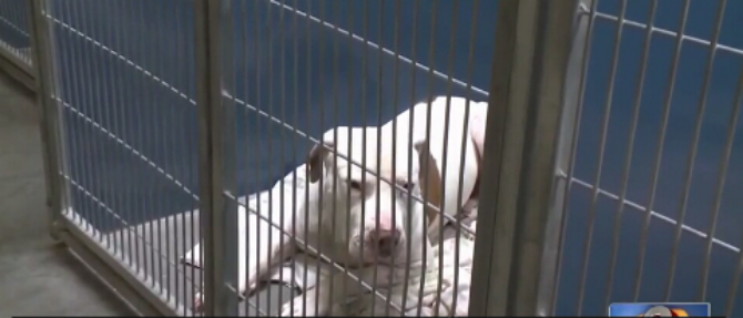 Pitt Bull Sentenced to Spend The Rest Of Its Life Behind Bars