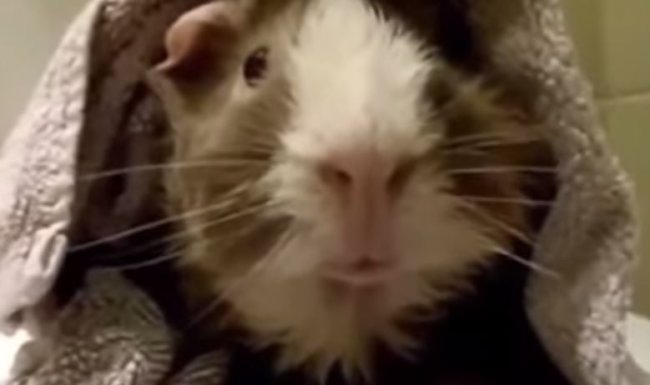 Amazing – Man Interviews His Guinea Pig – Video
