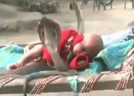 Terrifying Video – Four Cobra Snakes Guarding a Sleeping Baby