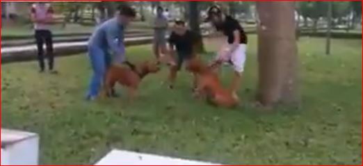 A Pitbull Fight Like None Other – Wait For It – Video