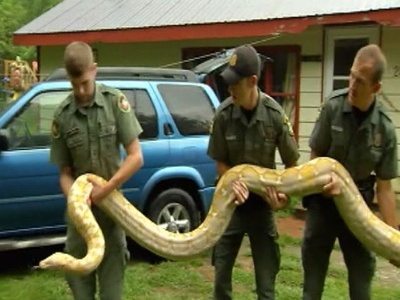 Twenty Foot Snake Taken from Home in New York – Video